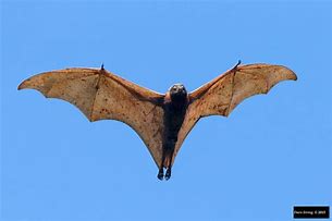 Image result for Black Fruit Bat
