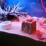 Image result for DIY Hermit Crab Tank
