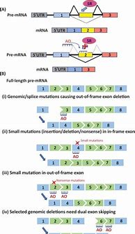 Image result for Exon 1 vs 5