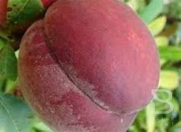 Image result for Prunus persica Reine des Vergers