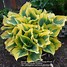 Image result for Hosta Hotspot