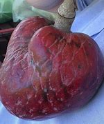 Image result for Red Flesh Custard Appleseeds