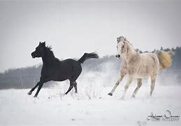 Image result for Wild Horses Running through Snow