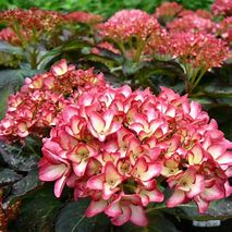 Image result for Hydrangea macrophylla Mirai