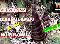 Image result for AWI Muda