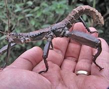Image result for Giant Insects Prehistoric