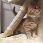 Image result for Ginger Cat with Long Nose