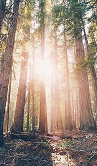 Image result for iPhone Shot of Forest
