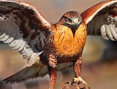 Image result for Ferruginous Hawk