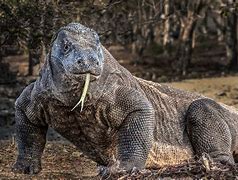 Image result for South African Dragon Lizard