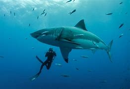 Image result for Biggest Shark Alive