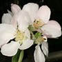 Image result for Malus domestica Court Pendu Rouge