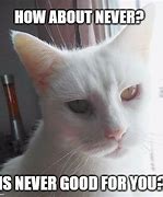 Image result for Snarky White Cat Meme
