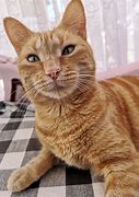 Image result for Silly Ginger Cat