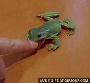 Image result for Frog Eat Bug GIF