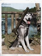 Image result for Huskey Army