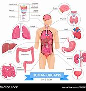 Image result for Organ System