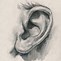 Image result for Ear Pencil Drawing