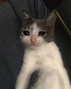 Image result for Crying Woman Cat Meme