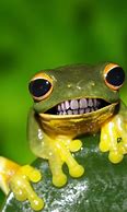 Image result for Frogs Being Funny