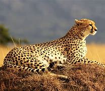 Image result for Cheetah Lock Screen