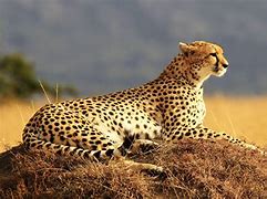 Image result for Cheetah HD Desktop Wallpaper