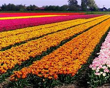Image result for Holland Tulip Fields Netherlands
