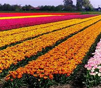 Image result for Holland Tulip Bulbs