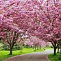 Image result for Well-Mannered Cherry Tree