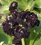Image result for Primula auricula Matthew Yates