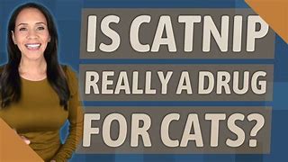 Image result for Catnip Cat Drugs