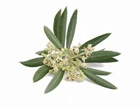 Image result for Blossoming Olive Tree