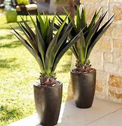 Image result for 1.7m Artificial Plant