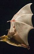 Image result for Brown Bat Wing