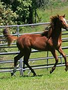 Image result for Seabiscuit Ranch Merlot