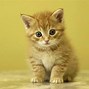 Image result for Beautiful Cat Wallpaper