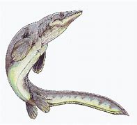 Image result for platecarpus