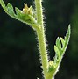 Image result for Silphium laciniatum