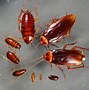 Image result for Cricket or Roach