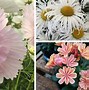 Image result for PETUNIA CAPPUCCINO