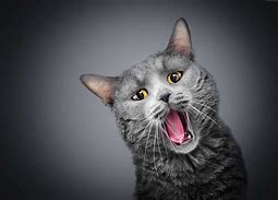 Image result for Funny Gray Cats