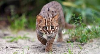 Image result for Smallest Cat in the World