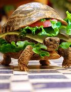 Image result for Funny Animals Turtle