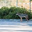 Image result for coyote