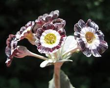 Primula auricula The Mikado-க்கான படிம முடிவு