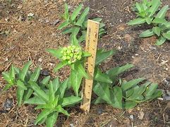 Image result for Asclepias Viridis