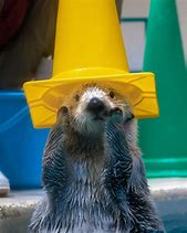 Image result for Otter Wearing Hat