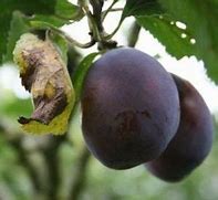 Image result for Prunus domestica Pamelse Datjes
