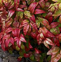 Image result for Nandina domestica Firepower