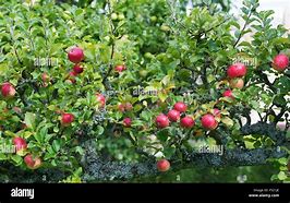Image result for Malus domestica Starks Earliest
